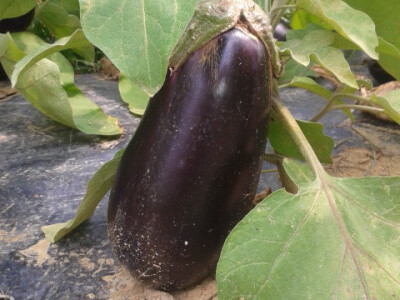 Patlidžan Patlidžan