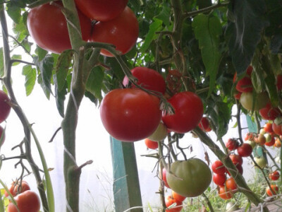 Industrijska rajčica Industrijska rajčica