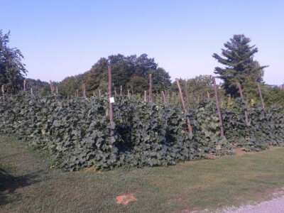 Krastavci OPG-a Grden Krastavci OPG-a Grden