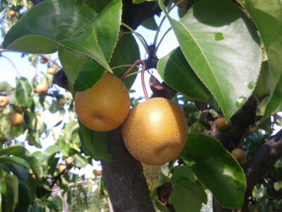 Plodovi nashi jabuke Plodovi nashi jabuke