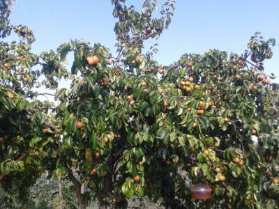 Stablo nashi jabuke Stablo nashi jabuke