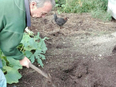 Uzgoj kalifornijskih glista Uzgoj kalifornijskih glista