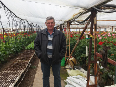 Hidroponski uzgoj kao način očuvanja zdravstvenog stanja gerbera Hidroponski uzgoj kao način očuvanja zdravstvenog stanja gerbera