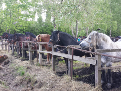 12. izložba konja Hrvatski Posavac u Novskoj