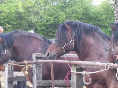 12. izložba konja Hrvatski Posavac u Novskoj