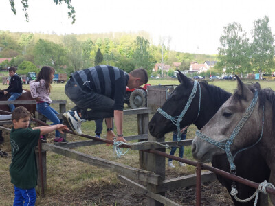 12. izložba konja Hrvatski Posavac u Novskoj
