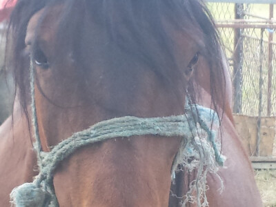 12. izložba konja Hrvatski Posavac u Novskoj