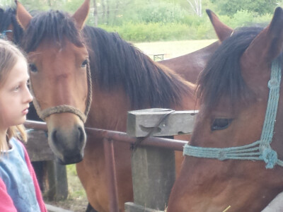 12. izložba konja Hrvatski Posavac u Novskoj