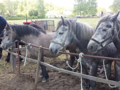 12. izložba konja Hrvatski Posavac u Novskoj