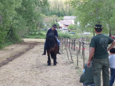 12. izložba konja Hrvatski Posavac u Novskoj