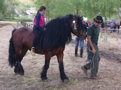 12. izložba konja Hrvatski Posavac u Novskoj
