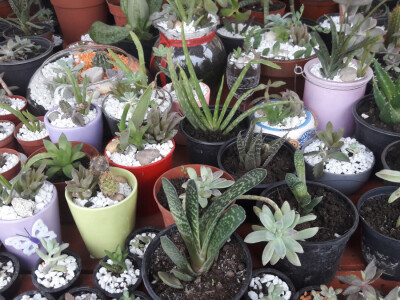 Turistička zajednica grada Vukovara