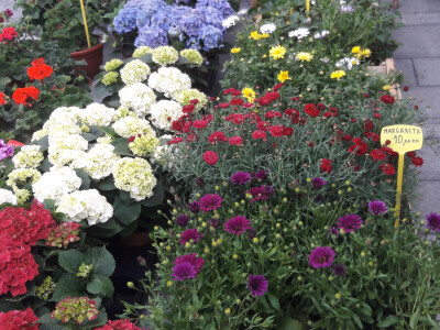 Turistička zajednica grada Vukovara