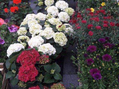 Turistička zajednica grada Vukovara