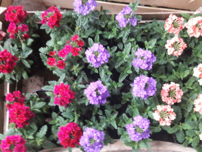 Turistička zajednica grada Vukovara