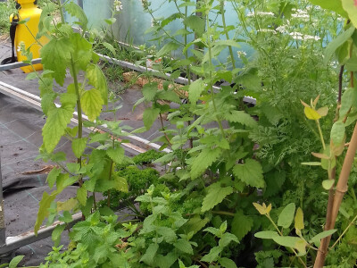 Mačja menta i limunska trava