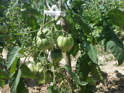 OPG Jelić iz Kešinaca