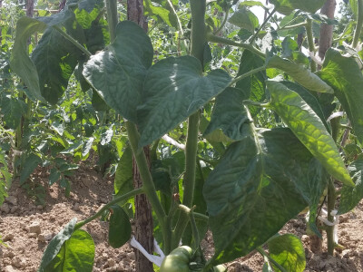 OPG Jelić iz Kešinaca