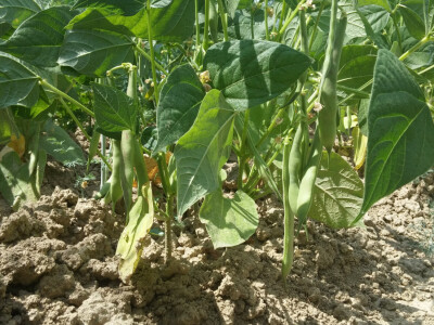 OPG Jelić iz Kešinaca