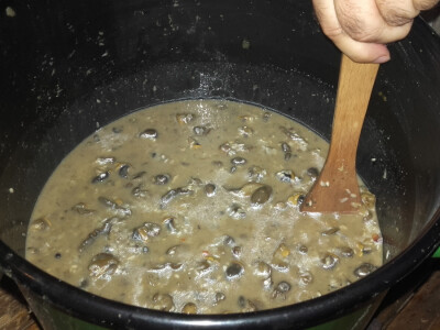 Pužijada u Benkovcu