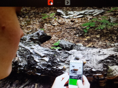 aplikaciju za raspoznavanje gljiva mobitelom aplikaciju za raspoznavanje gljiva mobitelom