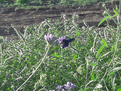 OPG Palinić OPG Palinić