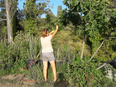 OPG Palinić OPG Palinić