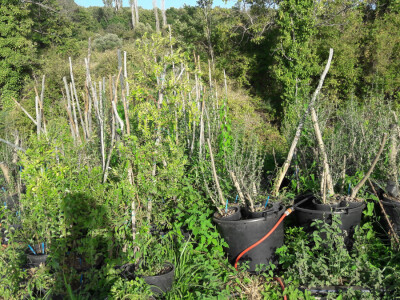 OPG Palinić OPG Palinić