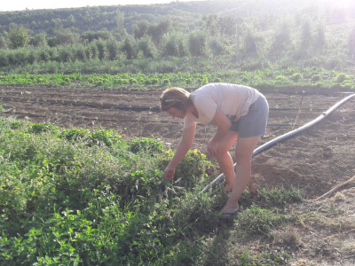 OPG Palinić OPG Palinić
