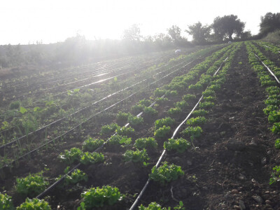 OPG Palinić OPG Palinić