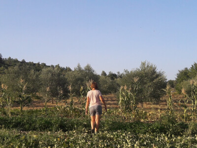 OPG Palinić OPG Palinić