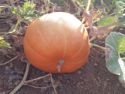 OPG Palinić OPG Palinić