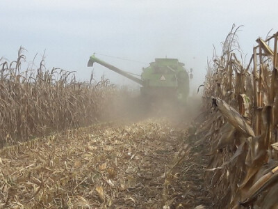 Berba na pokusnom polju Berba na pokusnom polju