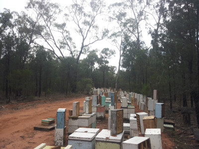 Australija, košnice