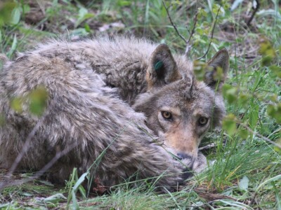 Prof. dr. sc. Josip Kusak - vukovi i križanci