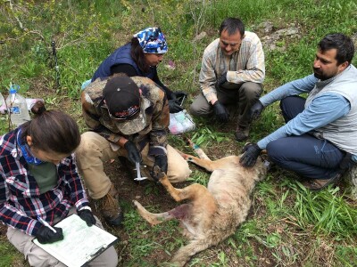Prof. dr. sc. Josip Kusak - vukovi i križanci