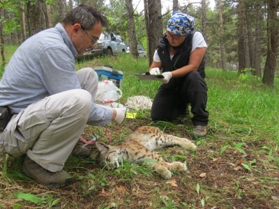 Prof. dr. sc. Josip Kusak - vukovi i križanci