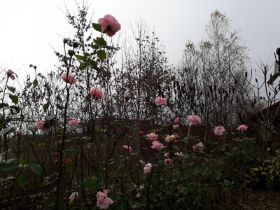 Prijedorska Hidrometerološka stanica s voćnjakom za primjer
