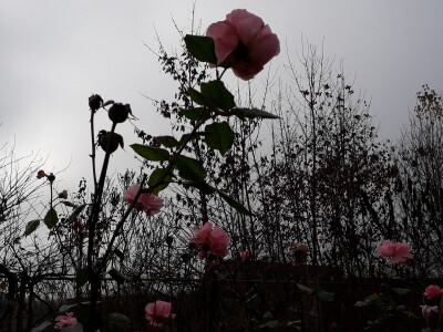 Prijedorska Hidrometerološka stanica s voćnjakom za primjer