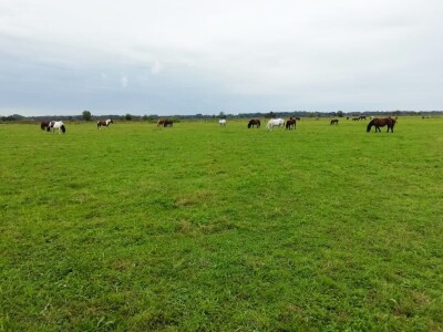 Psi nam pomažu, a država odmaže
