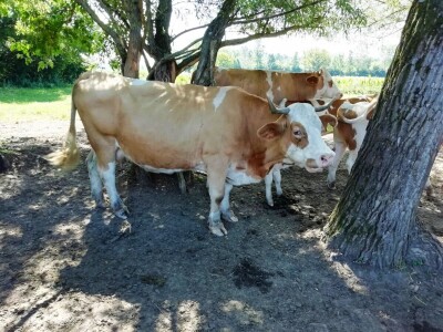 Psi nam pomažu, a država odmaže