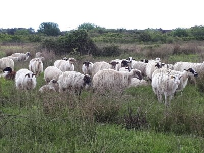 Mr. Jasna Jeremić: Od 17 križanaca vukova i pasa 16 ih je u Dalmaciji