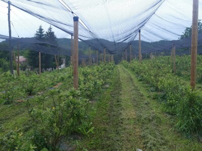 Majske Poljane - Teta Beta