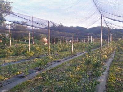 Majske Poljane - Teta Beta