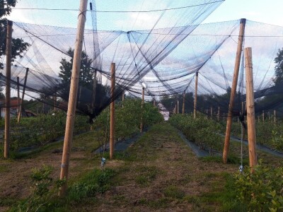Majske Poljane - Teta Beta