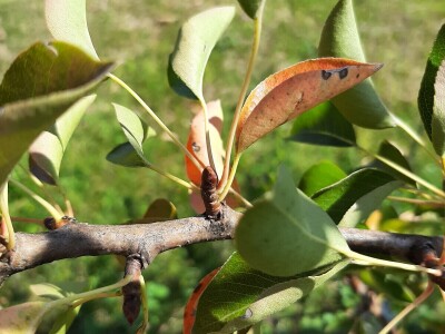 Prihrana ureom u voćnjacima nakon berbe