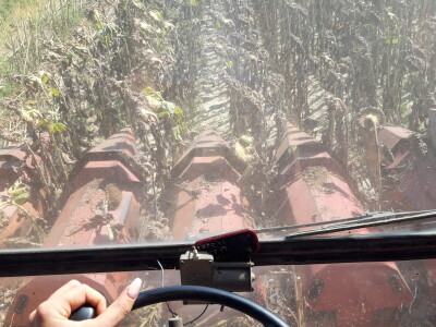 OPG Alšić Marijanci