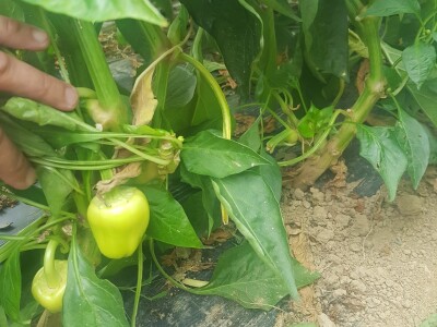 Lisne uši na paprikama: Riješite ih se pomoću Coca-Cole