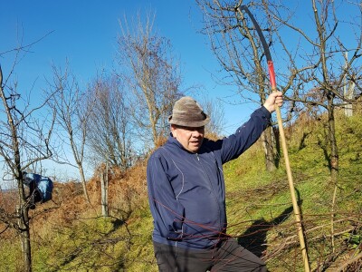 Zimska rezidba koštičavih voćaka