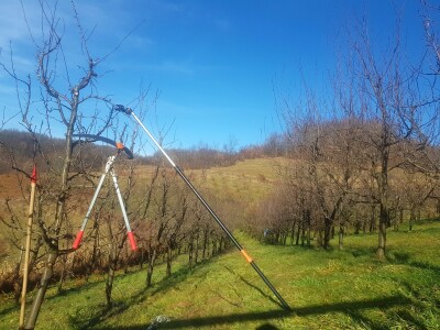 Zimska rezidba koštičavih voćaka
